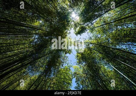 Guardando su una foresta di bambù a Damyang Foto Stock