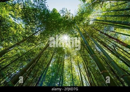 Guardando su una foresta di bambù a Damyang Foto Stock