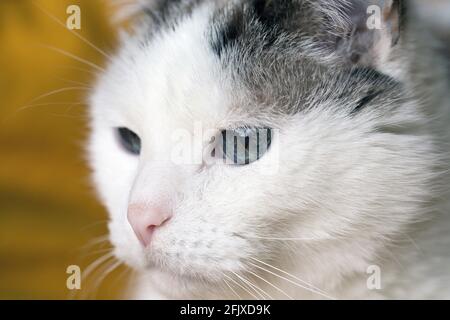Estremo primo piano della faccia di un gatto bianco. Foto Stock