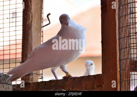 Bel piccione rosso purebred bianco si trova in una gabbia di legno su e guardando verso il basso Foto Stock