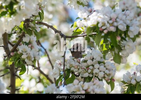 Cedar Waxwing esalta la testa dai fiori di granchio. Questi uccelli belli foraggio su insetti e una grande varietà di frutta e bacche. Foto Stock