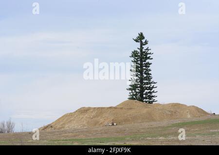 Telefono cellulare torre a forma di albero sempreverde in urbano cantiere Foto Stock