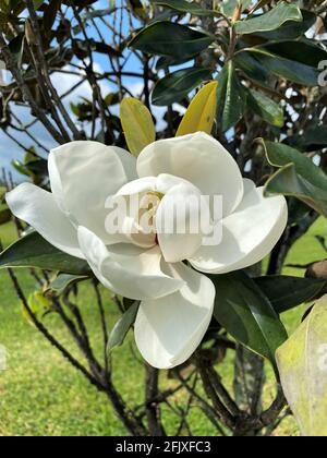 Fiore della magnolia Meridionale conosciuto anche come alloro grande o magnolia sempreverde. Completamente fiorito Foto Stock