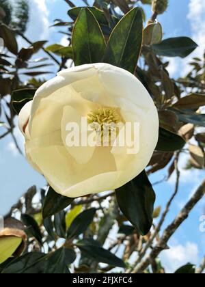Albero di Magnolia che apre un enorme germoglio piantato in un giardino. Foto Stock