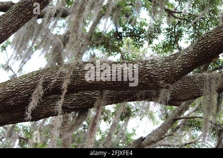 Muschio spagnolo appeso da rami su un bell'albero di quercia Foto Stock