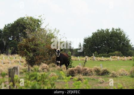 Fuoco selettivo sulla mucca frisiana Holstein nel pascolo. Una mucca bianca e nera nel terreno agricolo. Foto Stock