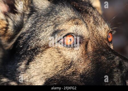 Fuoco selettivo sugli occhi di un cane da pastore tedesco, colpo d'occhio macro Foto Stock