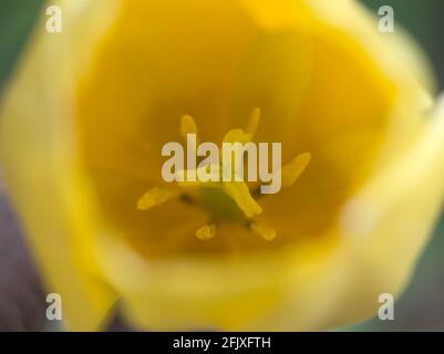 Macro vista interna del tulipano giallo Foto Stock