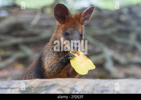 Ritratto di una palude Wallaby (Wallabia bicolore) che si nutra su una foglia, un piccolo marsupiale macropod dell'Australia orientale Foto Stock