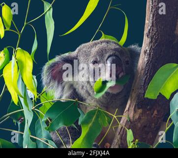 A Koala (Phascolarctos cinereus) È un iconico marsupiale erbivoro arboreo originario dell'Australia Foto Stock