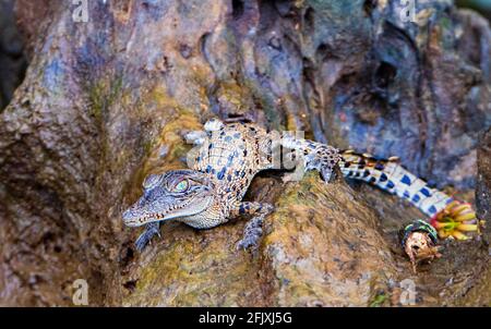 Un coccodrillo di acqua salata del bambino (Crocodylus porosus) che si sdraia su un ceppo, fiume Daintree, Parco Nazionale di Daintree, far North Queensland, FNQ, QLD, Australia Foto Stock