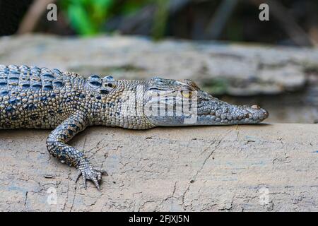 Un coccodrillo di acqua salata del bambino (Crocodylus porosus) che si sdraia su un ceppo, fiume Daintree, Parco Nazionale di Daintree, far North Queensland, FNQ, QLD, Australia Foto Stock