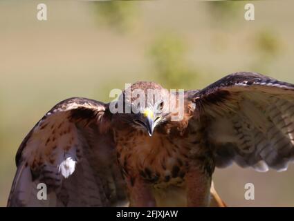 Falco dalla coda rossa maestoso uccello di preda con ali sparse a vista alla telecamera Foto Stock