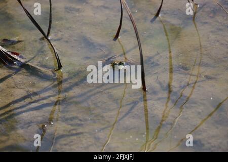 Occhi di rana che guardano sopra l'acqua in stagno poco profondo Foto Stock