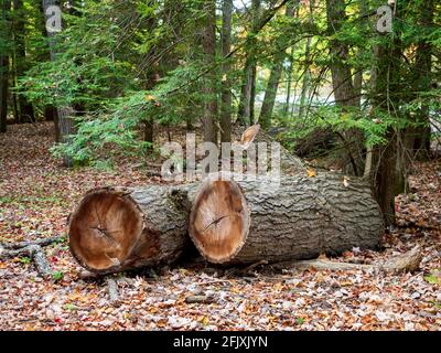 Coopers Rock state Forest in West Virginia in autunno con il fogliame e foglie cadute tutto intorno al terreno nella foresta boscosa in natura. Foto Stock