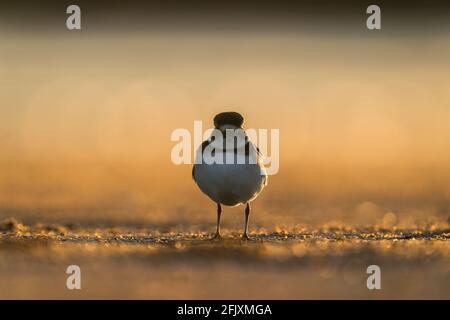 Novellame Semipalmated Plover Tri-state Area, CT, NJ, NY, USA per informazioni sulla licenza, contattare: info@greggard.com www.GregGard.com Foto Stock