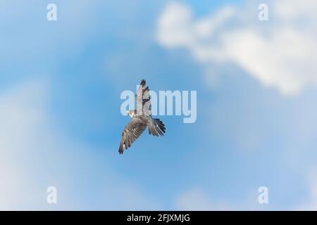 Adulto Peregrine Falcon Vista sul lato superiore del falco volante come sta girando e guardando direttamente in una macchina fotografica New Jersey, Stati Uniti d'America Foto Stock