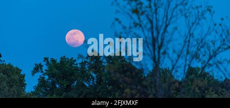 Una Supermoon Pink Moon sorge sopra una linea di alberi a Metro Atlanta, Georgia. Foto Stock