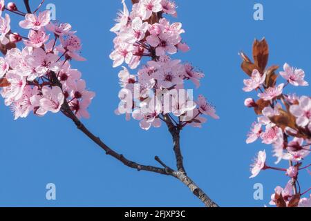 Prunus cerasifera Nigra primo piano fiore ciliegia prugna Myrobalan Foto Stock