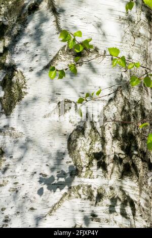 Betula Pendula corteccia betulla Foto Stock