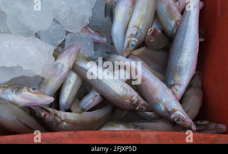 Il merlano settentrionale, Sillago sihama (conosciuto anche come il merlano d'argento e la sabbia puzzava) pesce tenuto sulla cassa di pesce con ghiaccio. Foto Stock