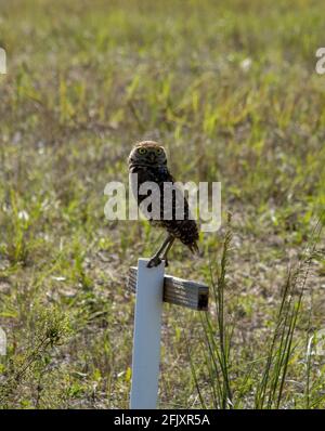 Gufo da burrowing a Cape Coral, Florida Foto Stock