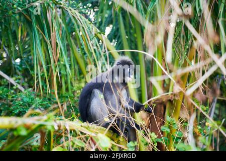 Una scimmia di foglia dusky altrimenti conosciuto come il langur spettacolare mangiare foglie, Krabi Thailandia Foto Stock