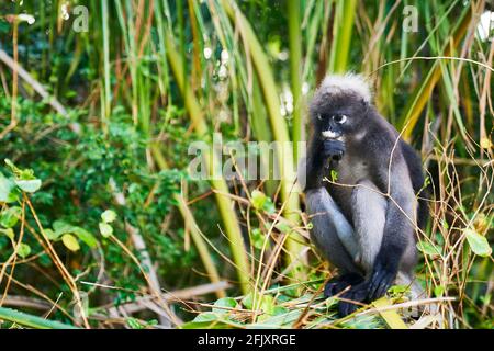 Una scimmia di foglia dusky altrimenti conosciuto come il langur spettacolare mangiare foglie, Krabi Thailandia Foto Stock