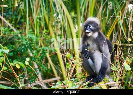 Una scimmia di foglia dusky altrimenti conosciuto come il langur spettacolare mangiare foglie, Krabi Thailandia Foto Stock