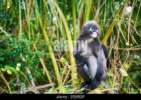Una scimmia di foglia dusky altrimenti conosciuto come il langur spettacolare mangiare foglie, Krabi Thailandia Foto Stock