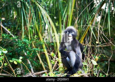Una scimmia di foglia dusky altrimenti conosciuto come il langur spettacolare mangiare foglie, Krabi Thailandia Foto Stock