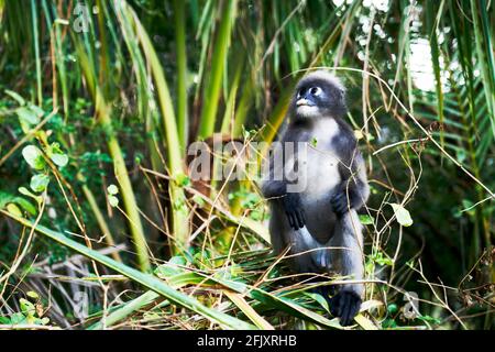 Una scimmia di foglia dusky altrimenti conosciuto come il langur spettacolare mangiare foglie, Krabi Thailandia Foto Stock