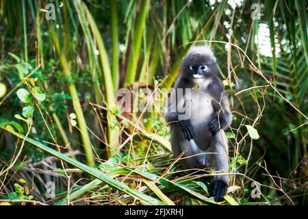 Una scimmia di foglia dusky altrimenti conosciuto come il langur spettacolare mangiare foglie, Krabi Thailandia Foto Stock