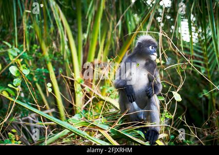 Una scimmia di foglia dusky altrimenti conosciuto come il langur spettacolare mangiare foglie, Krabi Thailandia Foto Stock