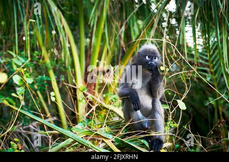 Una scimmia di foglia dusky altrimenti conosciuto come il langur spettacolare mangiare foglie, Krabi Thailandia Foto Stock