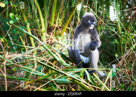 Una scimmia di foglia dusky altrimenti conosciuto come il langur spettacolare mangiare foglie, Krabi Thailandia Foto Stock