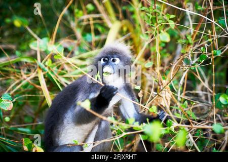 Una scimmia di foglia dusky altrimenti conosciuto come il langur spettacolare mangiare foglie, Krabi Thailandia Foto Stock