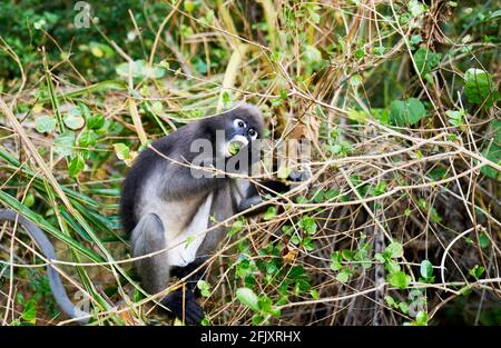Una scimmia di foglia dusky altrimenti conosciuto come il langur spettacolare mangiare foglie, Krabi Thailandia Foto Stock