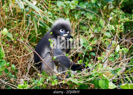 Una scimmia di foglia dusky altrimenti conosciuto come il langur spettacolare mangiare foglie, Krabi Thailandia Foto Stock