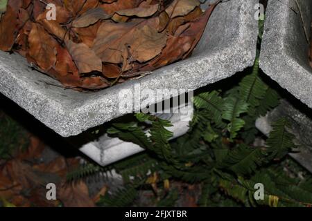 Grappoli di foglie marroni cadono al buio, all'interno di una grande ciotola decorativa in pietra, all'aperto con foglie. Foto Stock
