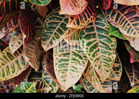 Fiorire foglie di Croton colorate sullo sfondo. Struttura di foglia di albero tropicale. Foto Stock