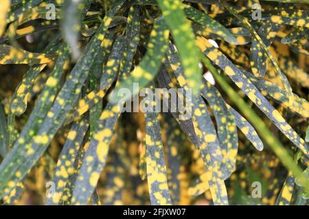 Foglie skinny della pianta di Codiaeum Variegatum conosciuta anche come pianta di Croton e eleanor roosevelt. Foto Stock