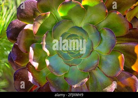 È succulento. Aeonium arboreum, Tree aeonium, Tree houseleek o Irish rose. Varie specie vegetali e paesaggi naturali. Wuling Farm in inverno, Ta Foto Stock