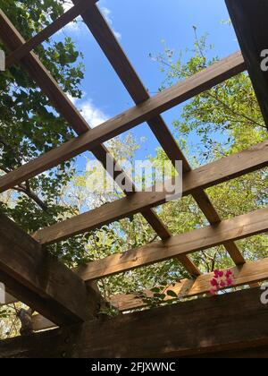 Patio esterno giardino di primavera nel cortile di casa con fiori e viti che crescono da gazebo in legno a baldacchino di pergola Foto Stock