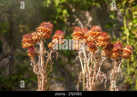 Fiori secchi di Carduus, genere di piante da fiore della famiglia degli Master. Carduus thoermeri, Asteraceae, pianta di cardolo essiccata sul pianoro ai Petri, Cri Foto Stock