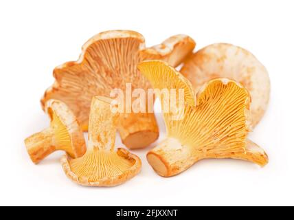 Funghi chanterelle isolati su sfondo bianco. Foto Stock