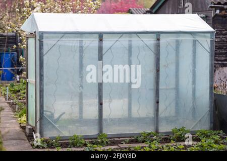 serra di plastica in un giardino di assegnazione Foto Stock