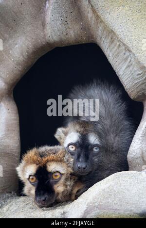 Due lemuri dalla facciata rossa (Eulemur rufifrons) che riposano insieme nella Terra dei lemuri allo zoo di Calgary, Alberta, Canada Foto Stock