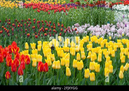 Giardino olandese con tulipani fiori fiorire in primavera al Keukenhof Gardens.Yellow tulips di fronte sono Tulipa fosteriana cultivar candela. Foto Stock