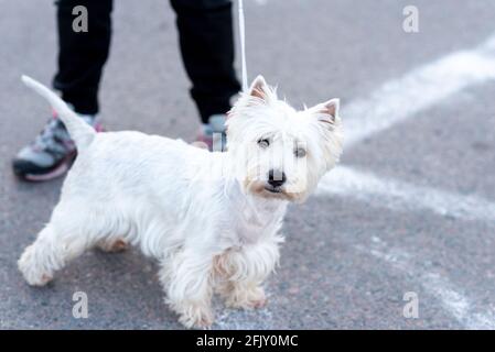 Il terrier bianco, su un guinzaglio, guarda nel telaio. Foto di alta qualità Foto Stock